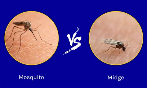 The Global Impact: Midges vs Mosquitoes